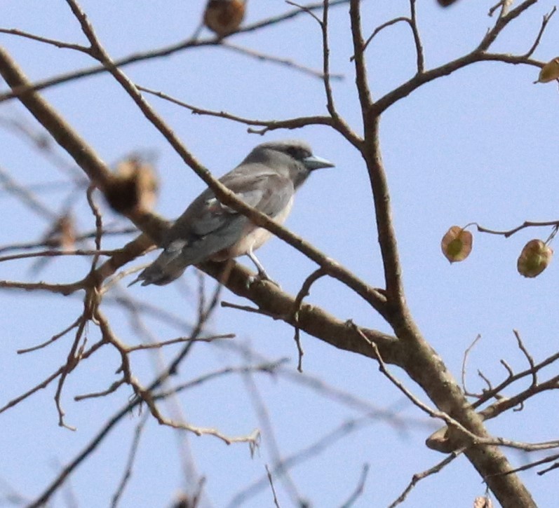 Ashy Woodswallow - ML148290651