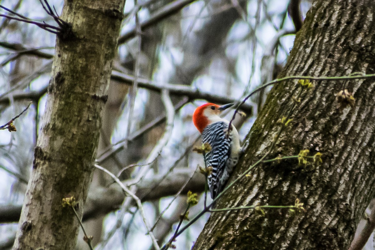 Red-bellied Woodpecker - ML148290961