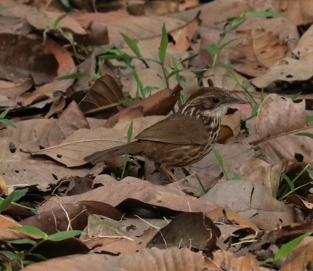 Puff-throated Babbler - ML148291461