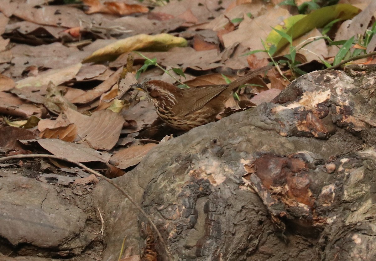 Puff-throated Babbler - ML148291491