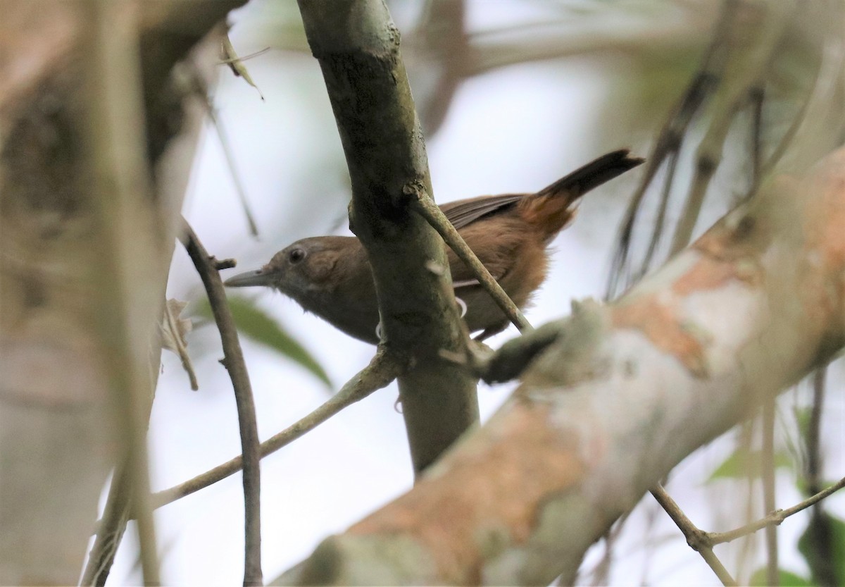 Abbott's Babbler - ML148291631