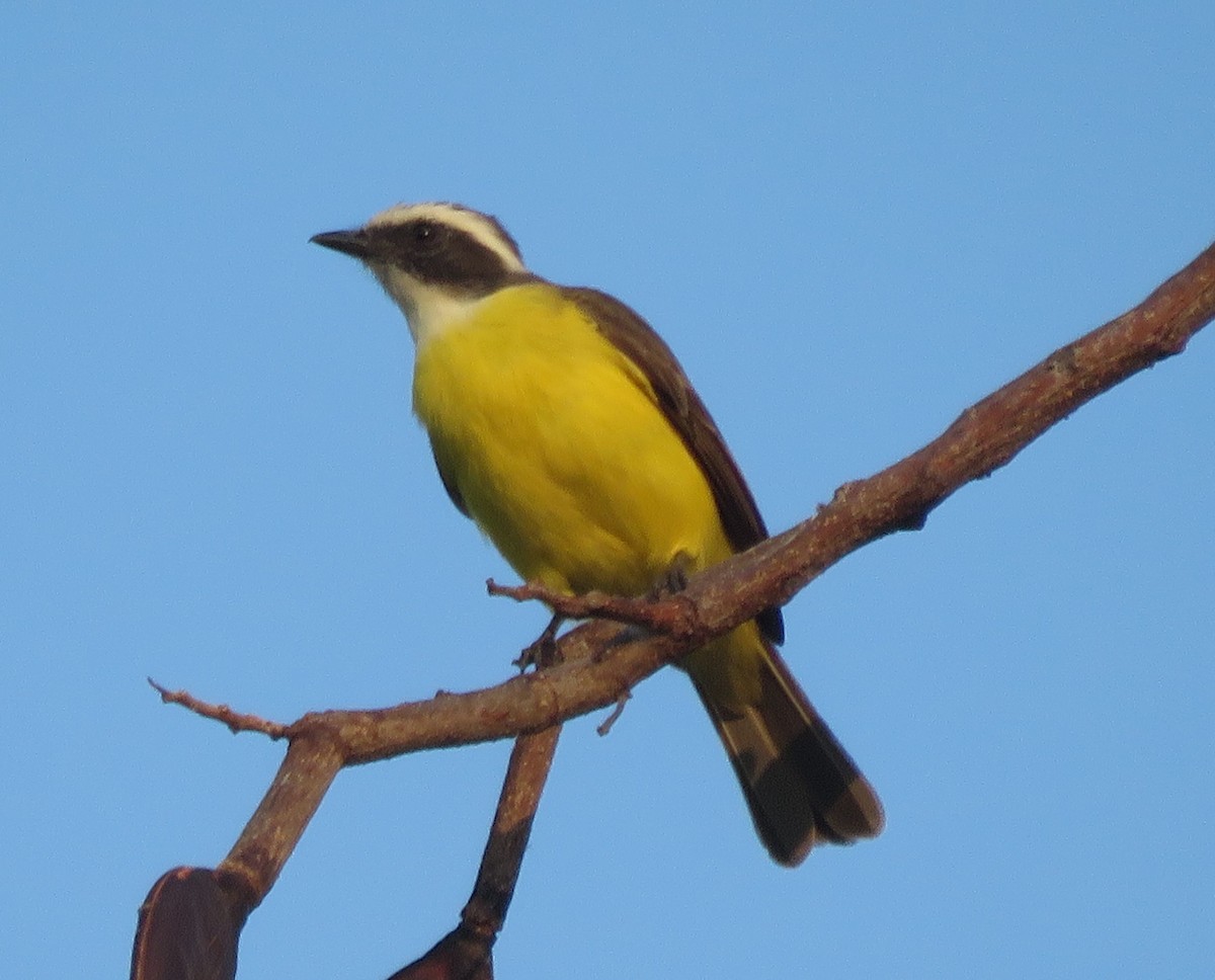 Social Flycatcher - Brian Rapoza