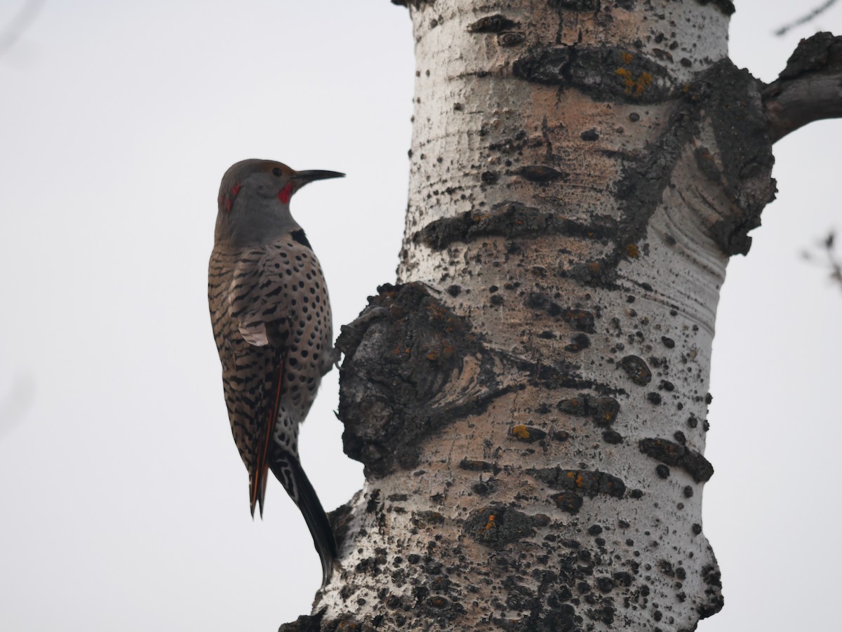 Northern Flicker - ML148295301