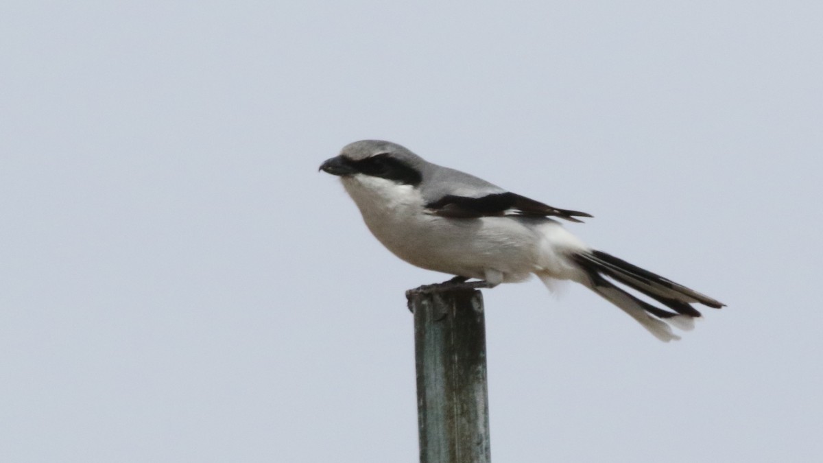 Loggerhead Shrike - Curtis McCamy