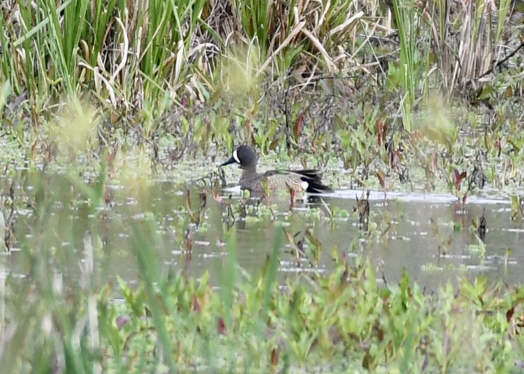 Blue-winged Teal - Joe Wujcik