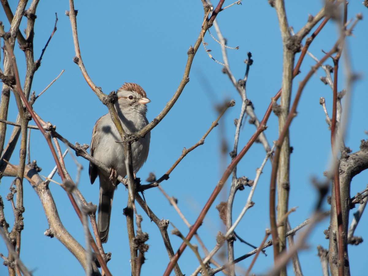 Rufous-winged Sparrow - ML148298891