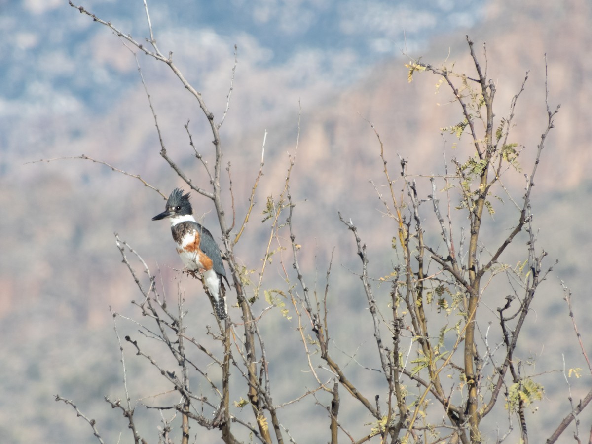 Belted Kingfisher - ML148299261