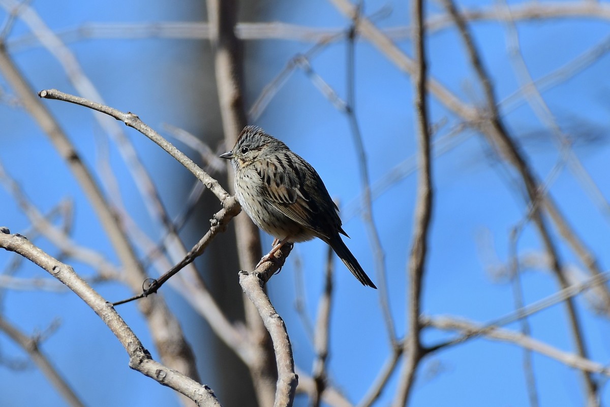 Lincoln's Sparrow - ML148300111