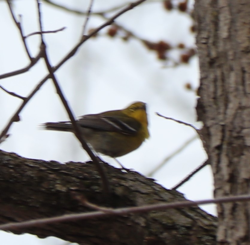 Pine Warbler - valerie heemstra