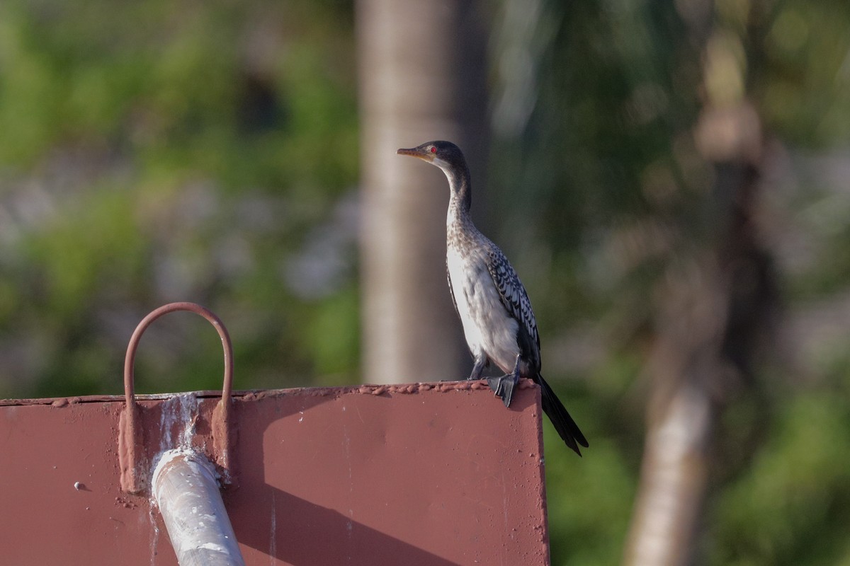 Cormorán Africano - ML148301901