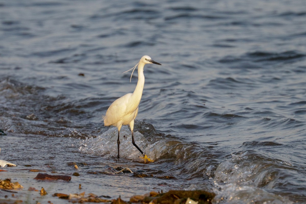 Little Egret (Western) - ML148302121