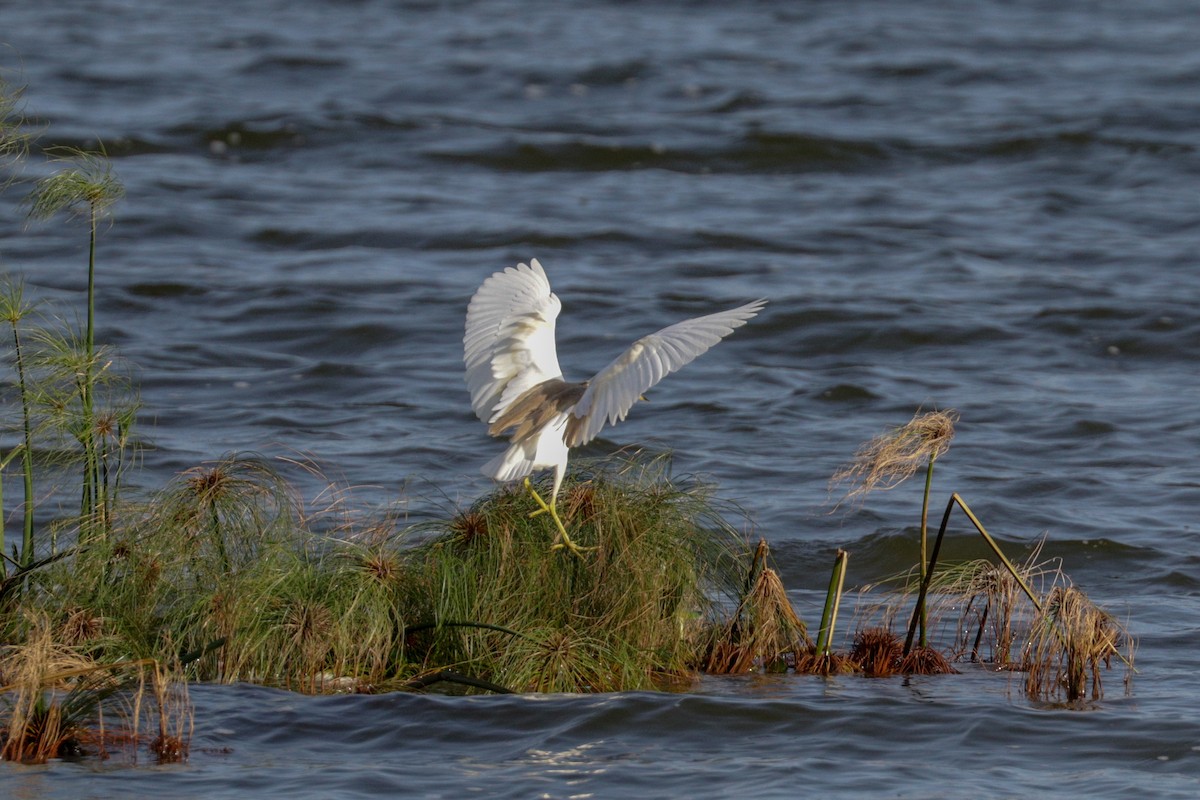 Squacco Heron - Tommy Pedersen