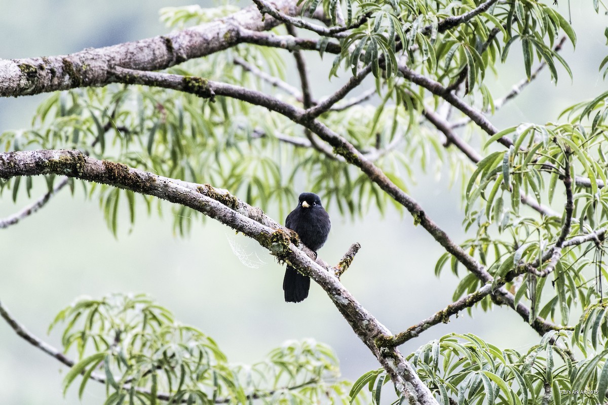 Yellow-billed Nunbird - ML148302601