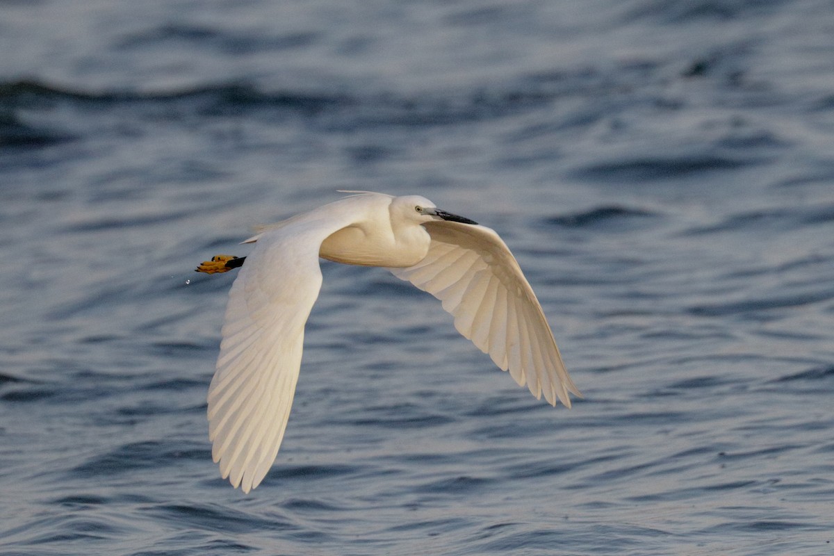 Little Egret (Western) - ML148302611