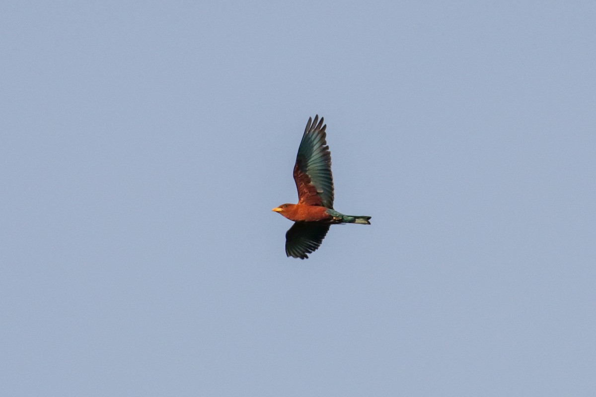 Broad-billed Roller - ML148302781