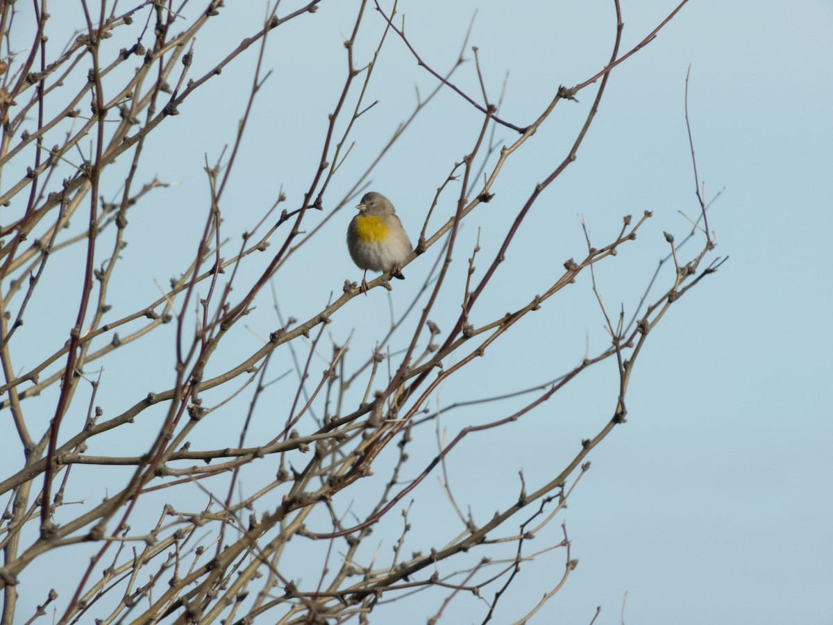 Lawrence's Goldfinch - ML148303101