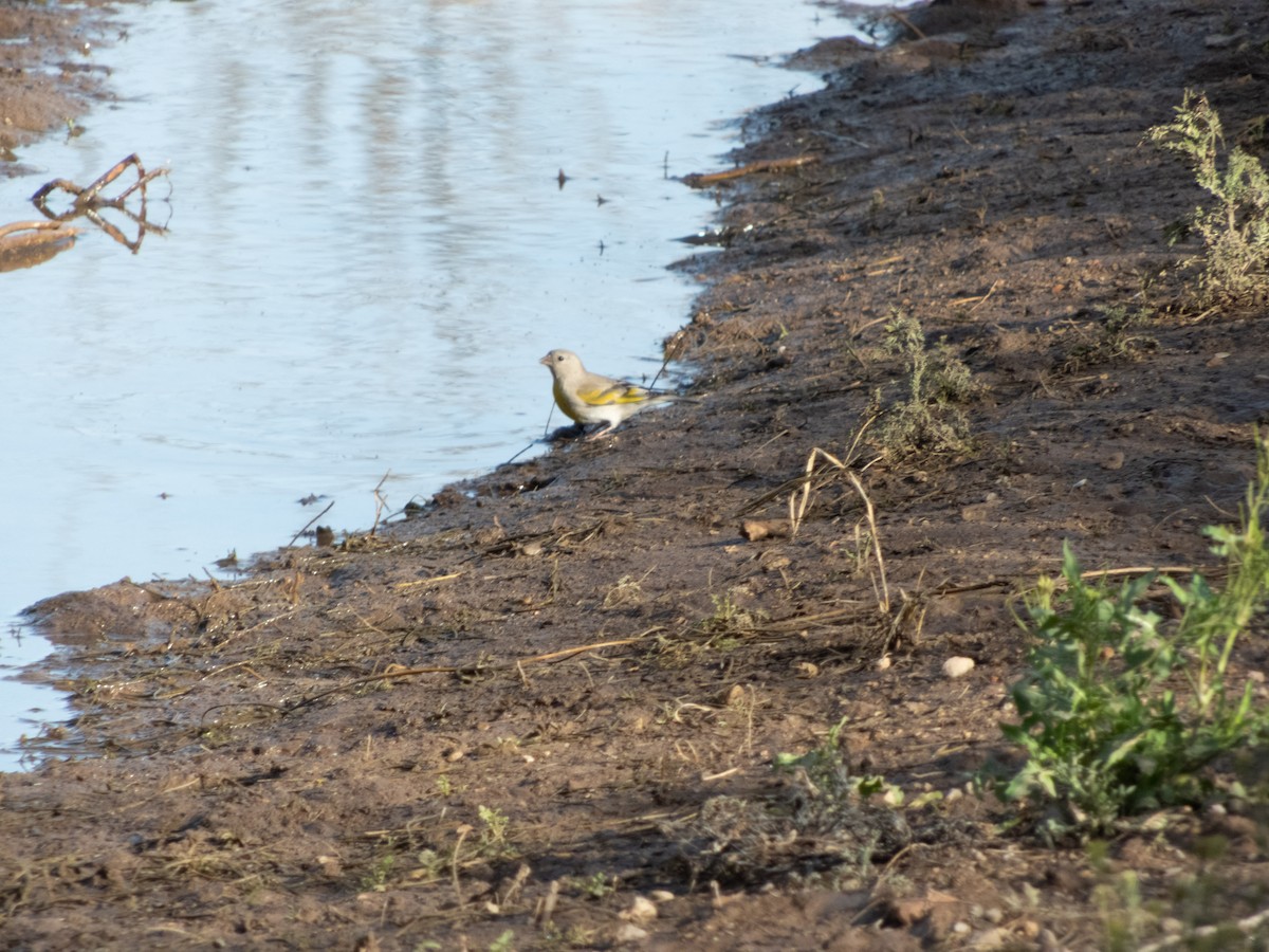 Lawrence's Goldfinch - ML148303201