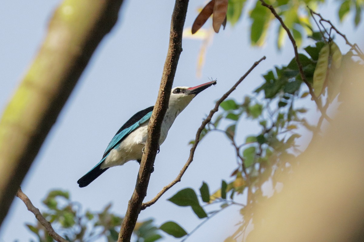 Woodland Kingfisher - ML148303281