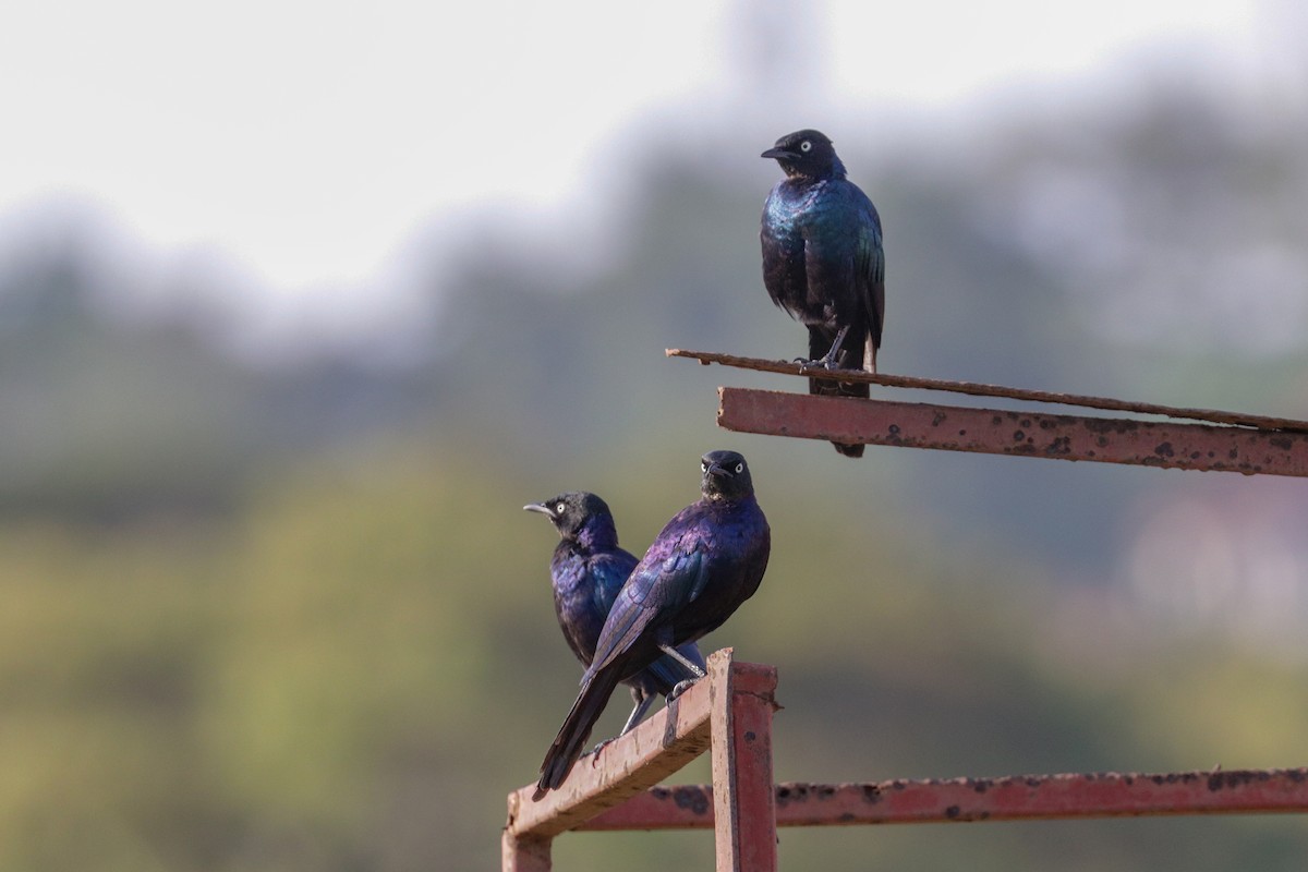 Rüppell's Starling - ML148303851