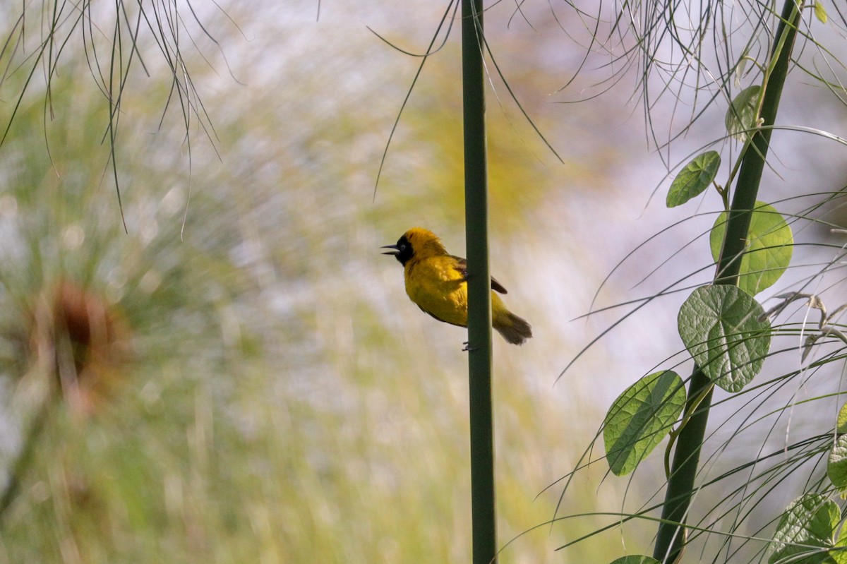 Slender-billed Weaver - ML148303861