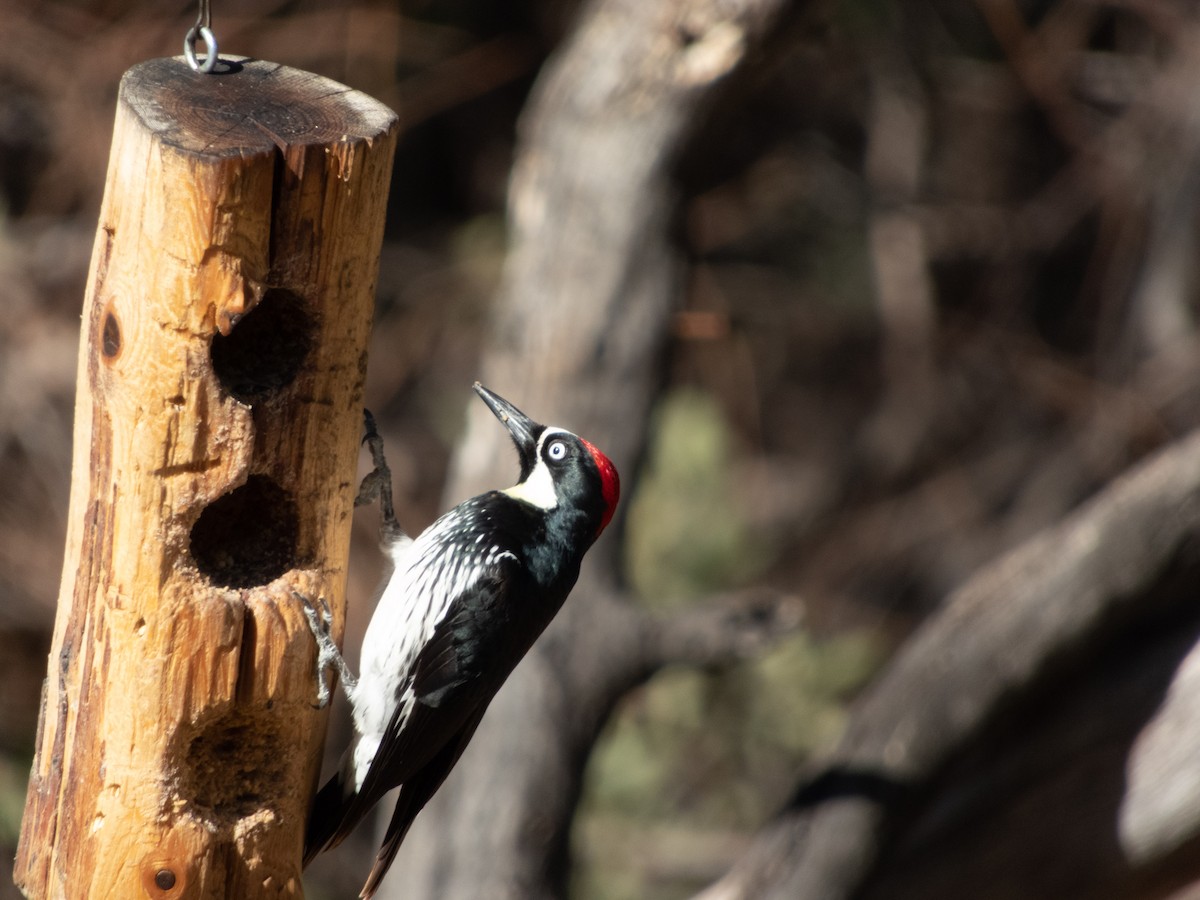 Acorn Woodpecker - ML148304941