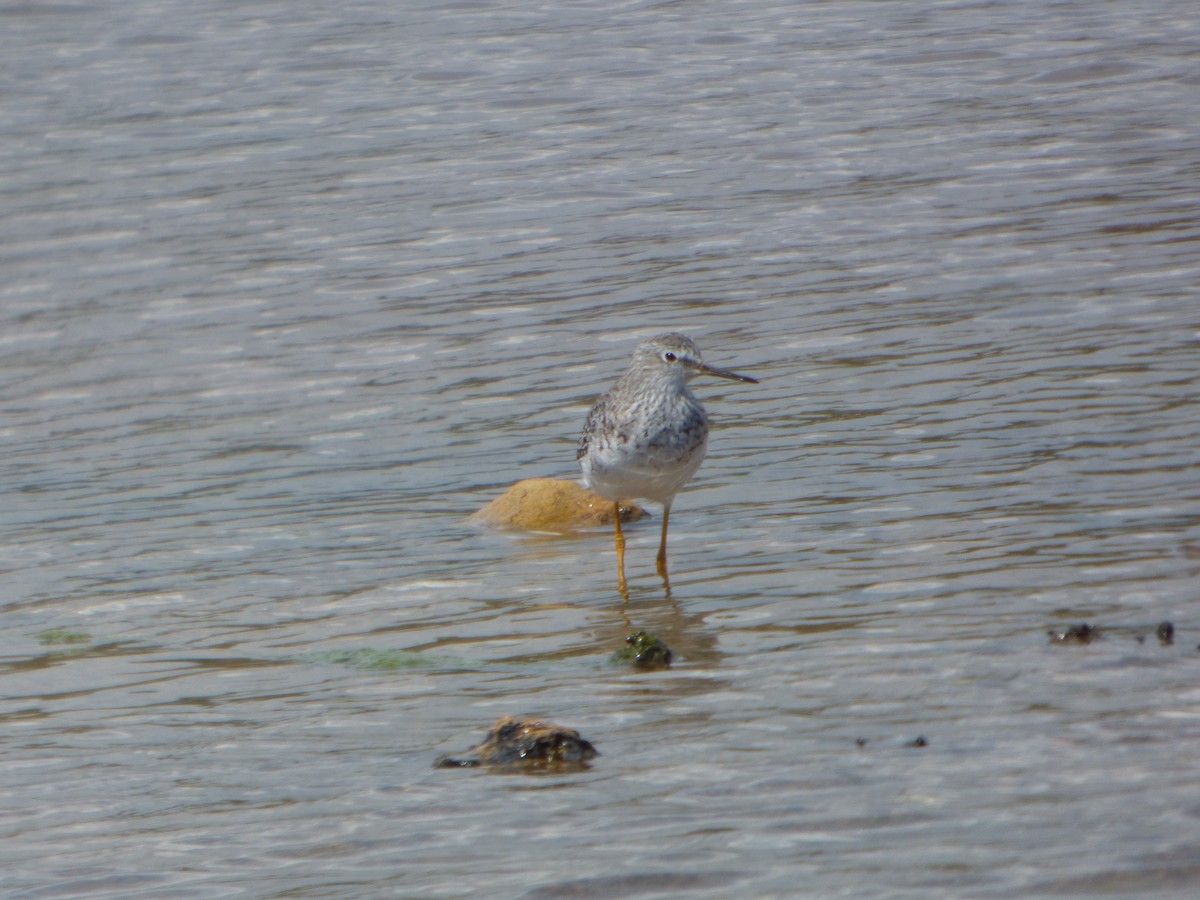 Lesser Yellowlegs - ML148305581