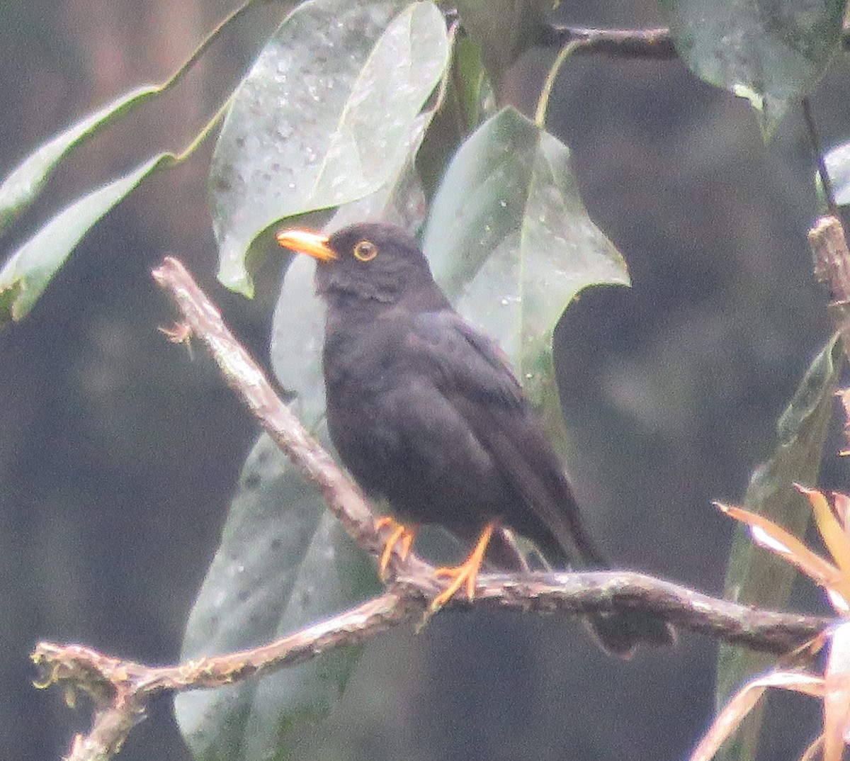 Guatemaladrossel - ML148305721