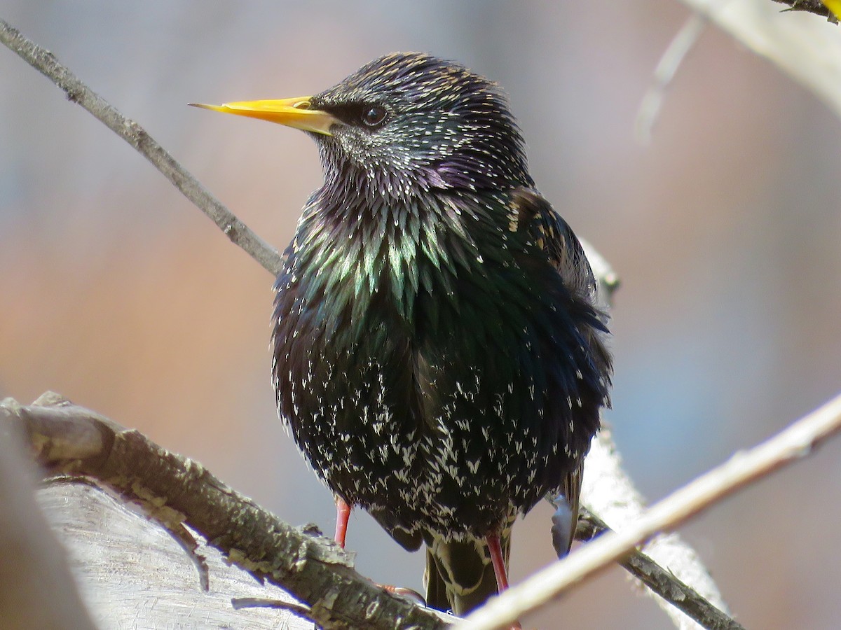 European Starling - Nick Swan