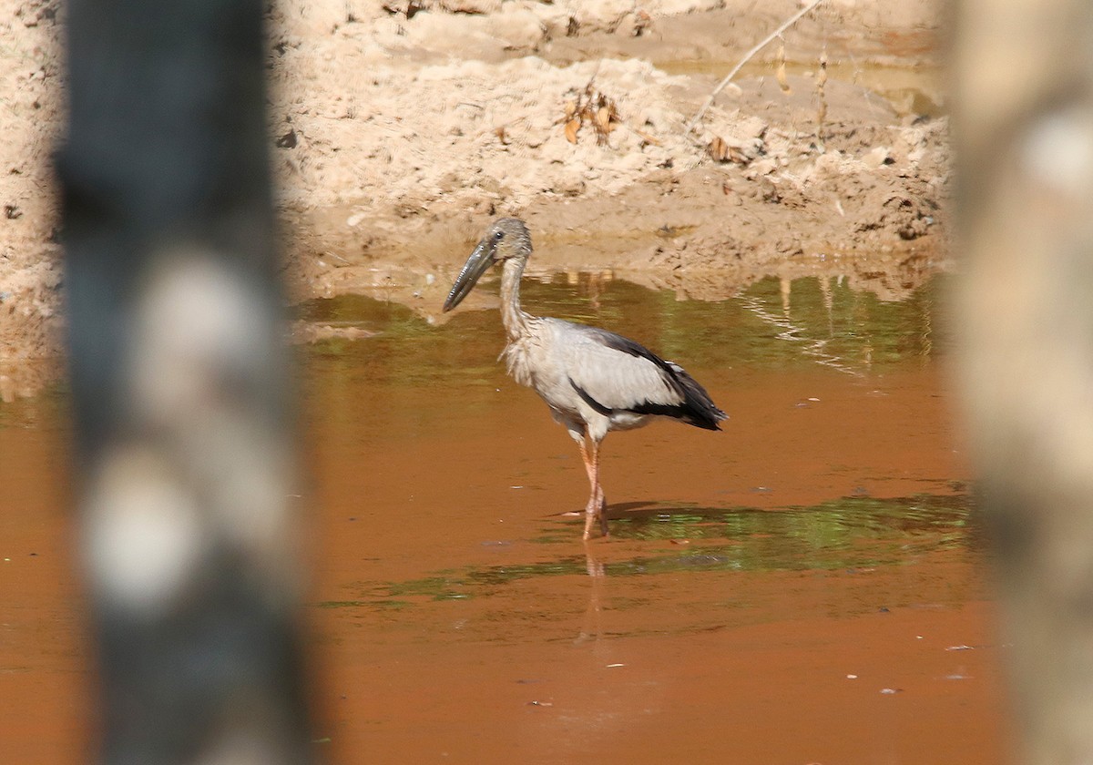 Asian Openbill - ML148306691