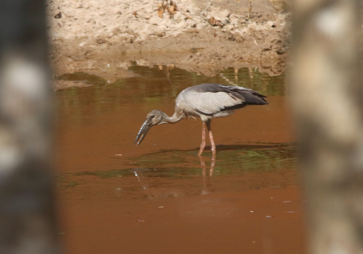 Asian Openbill - ML148306711