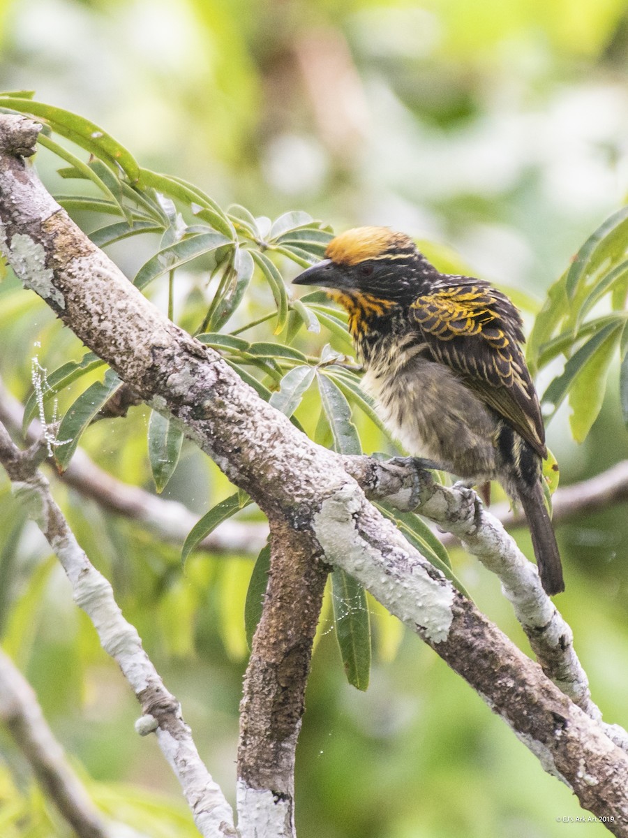 Gilded Barbet - ML148307611