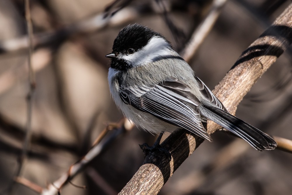 Black-capped Chickadee - Jean-Guy Papineau