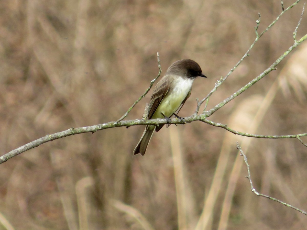 Ak Karınlı Fibi - ML148308411