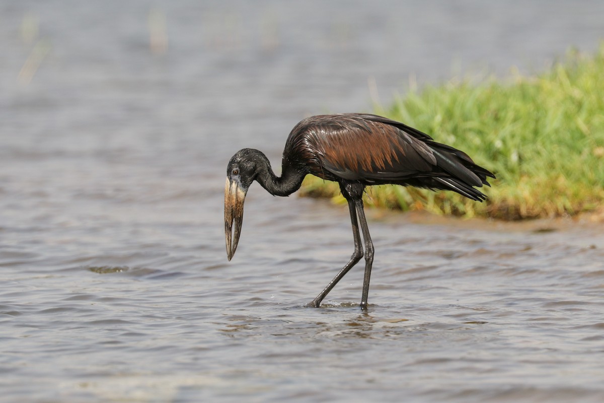 African Openbill - Tommy Pedersen