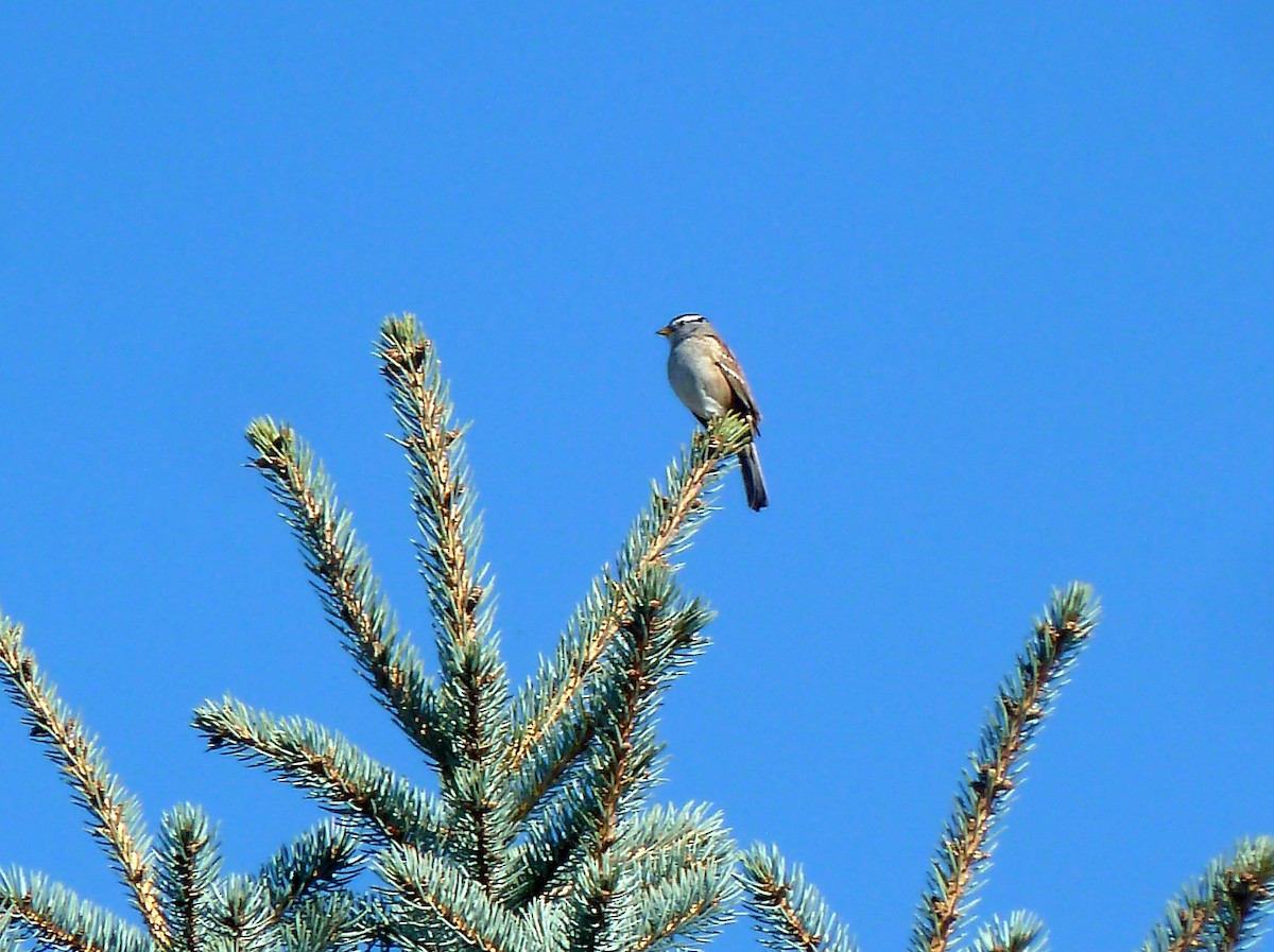 White-crowned Sparrow - ML148308931