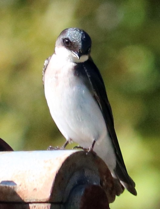 Tree Swallow - ML148309381