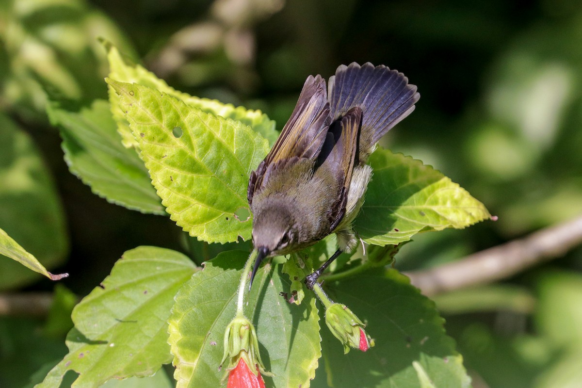 sunbird sp. - Tommy Pedersen