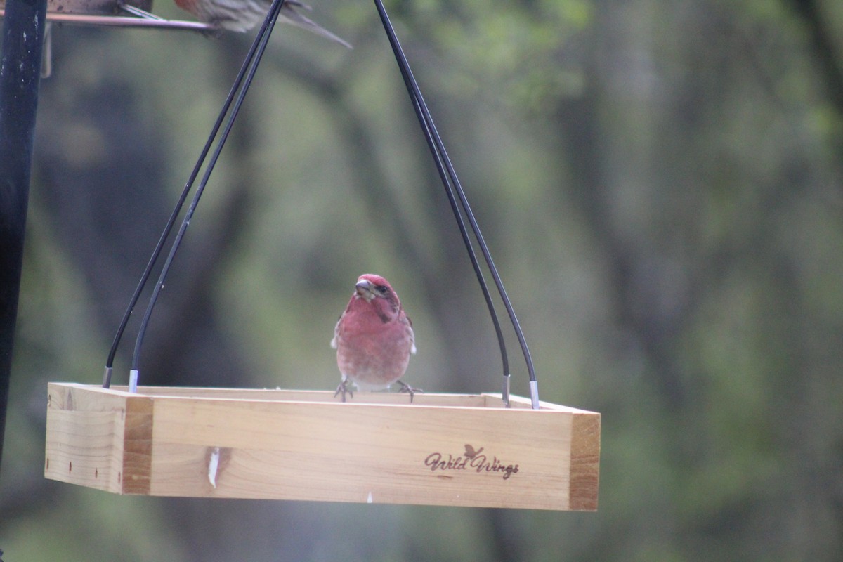 Purple Finch - ML148310441