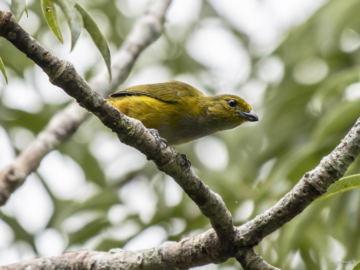 Orange-bellied Euphonia - EJ Jewett