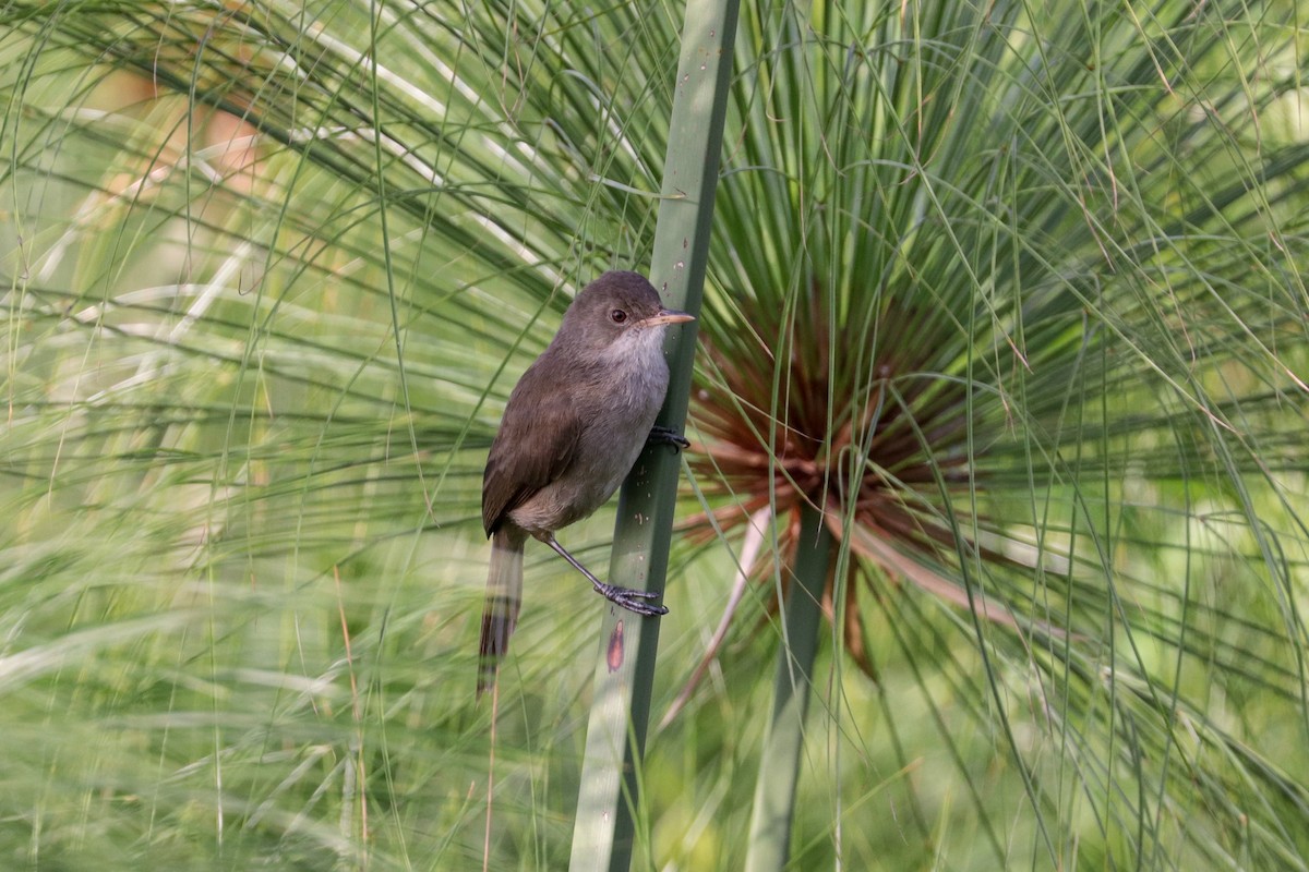 Greater Swamp Warbler - Tommy Pedersen