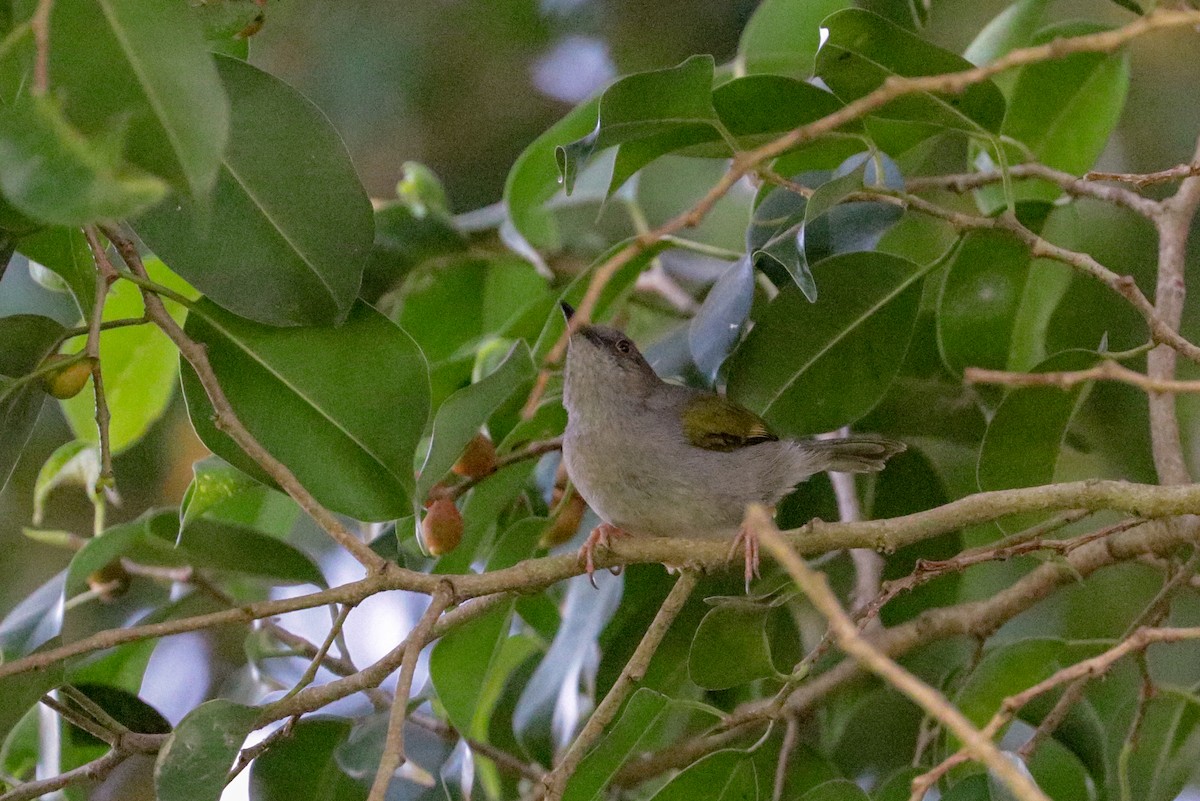 Green-backed Camaroptera (Gray-backed) - ML148312601