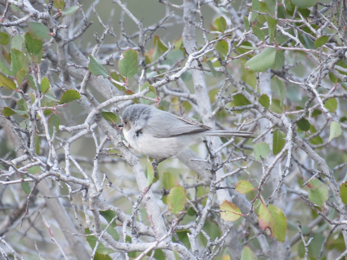 Bushtit - Anne (Webster) Leight