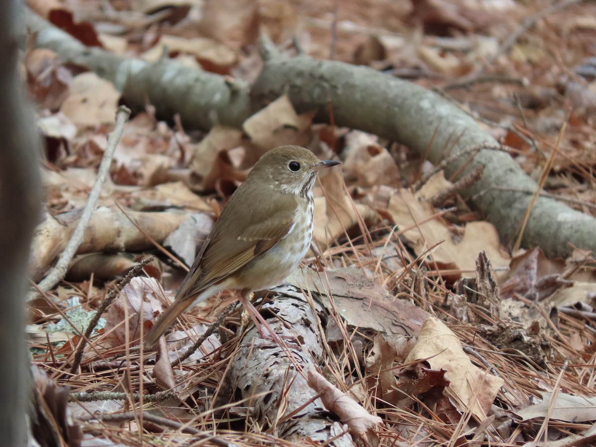 Hermit Thrush - ML148312861