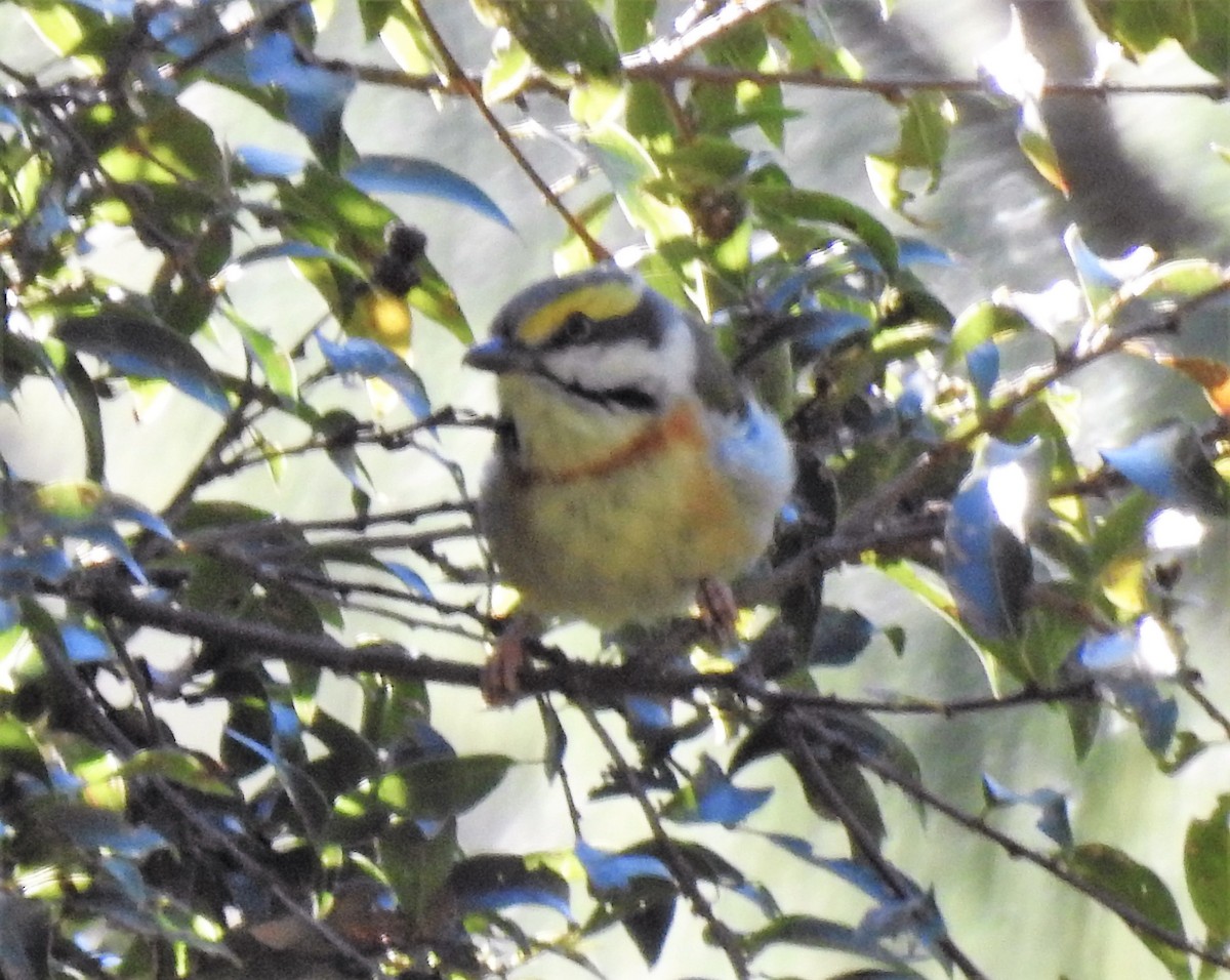 Chestnut-sided Shrike-Vireo - ML148314731