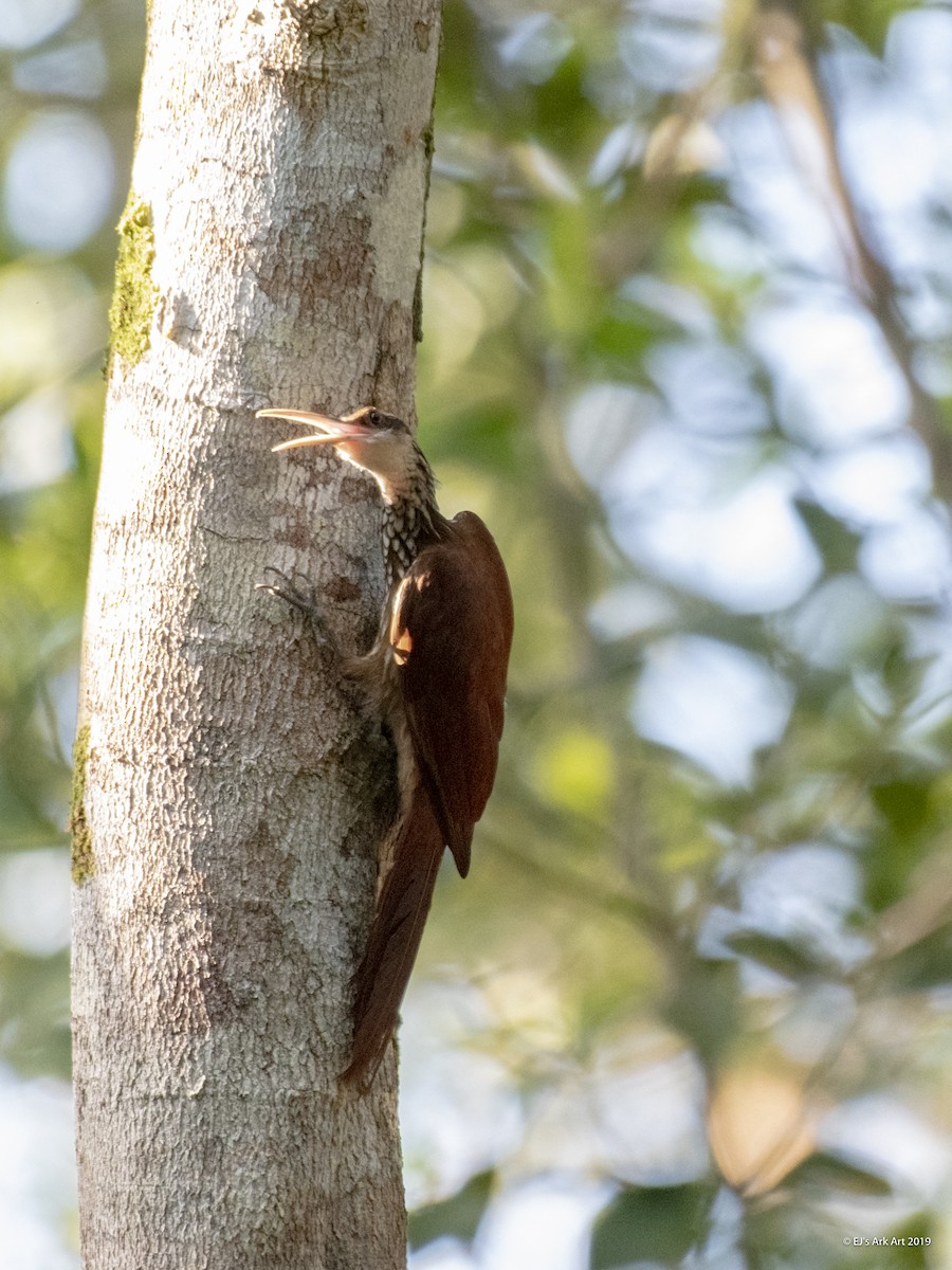 Long-billed Woodcreeper - ML148315991