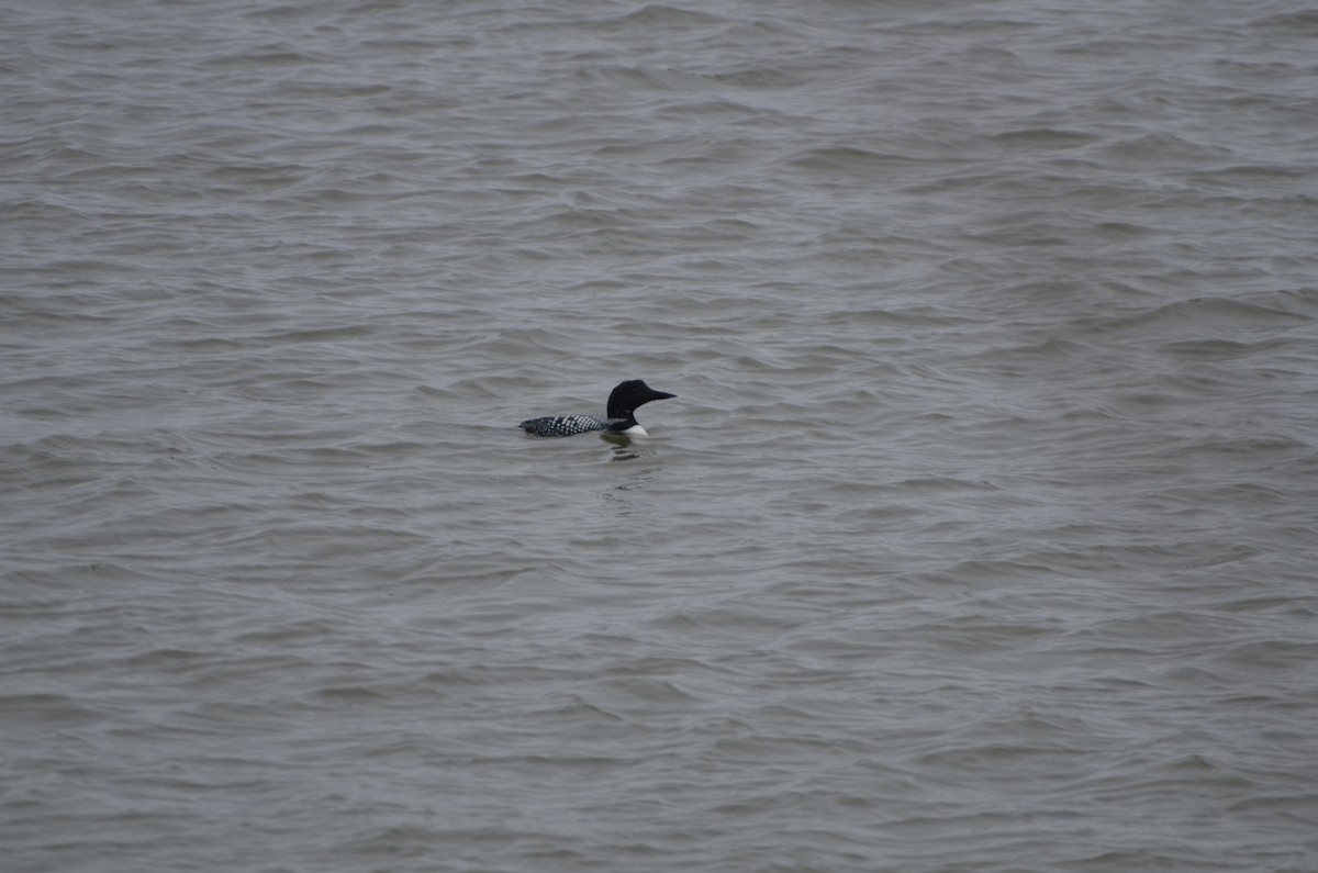 Common Loon - ML148316901