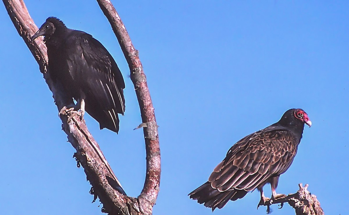 Turkey Vulture - ML148318901