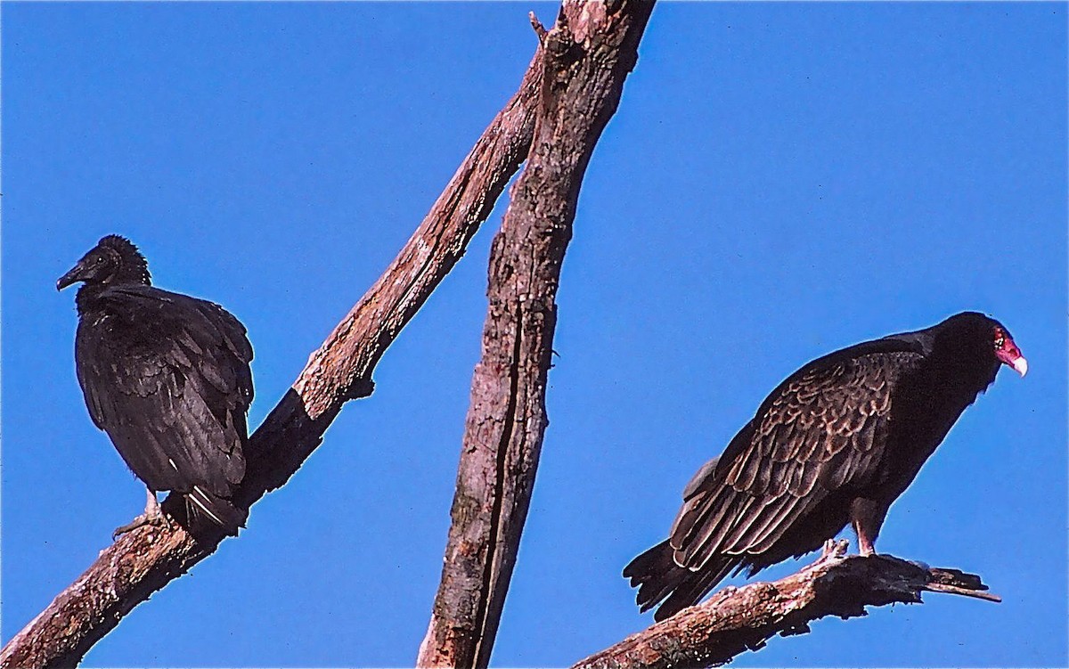 Turkey Vulture - ML148318911