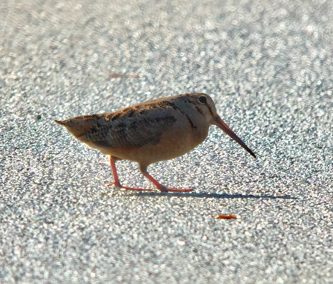 American Woodcock - ML148319181