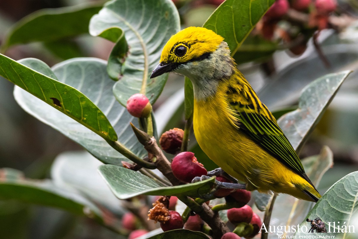 Silver-throated Tanager - Augusto Ilian